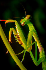 Green praying mantis on leaf green macro shot
