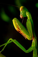 Green praying mantis on leaf green macro shot
