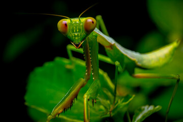 Green praying mantis on leaf green macro shot