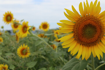 field of sunflowers