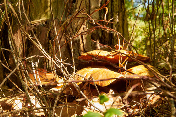 fungus in the forest, fungi on the tree trunk