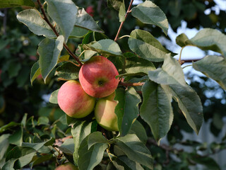 Organic red apples growing on a apple tree