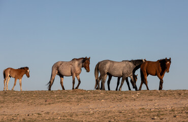 Beautiful Wild Horses in Utah in Spring