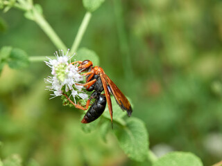 Spider hunting wasp. Hemipepsis mauritanica.  