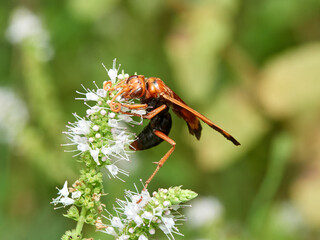 Spider hunting wasp. Hemipepsis mauritanica.  