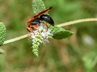 Spider hunting wasp. Hemipepsis mauritanica.  