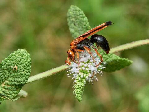 Spider hunting wasp. Hemipepsis mauritanica.  
