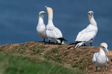 Wondering what is going on, gannet sea bird looks directly at the camera as two take part in courtship ritual