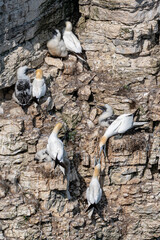Neighbouring birds getting too close as gannets, morus bassanus, with young chicks warn off others