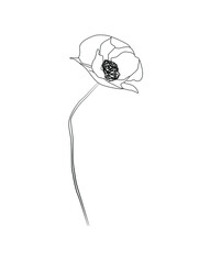 Poppies flower continuous line drawing. Editable line. Black and white art.