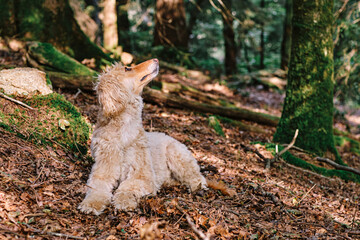 Afghan hound in the forest