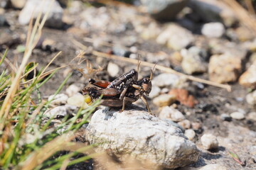 Podisma pedestris grasshopper in the Hohe Tauern mountain range, Austria