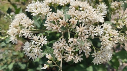 Photos of various kinds of ornamental plants in the Cikancung area, Indonesia