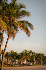 Fototapeta na wymiar palm trees on the beach tropical miami 