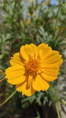 Photo of yellow flowers in bloom in the Cikancung area, Indonesia