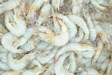 fresh shrimps on the market