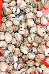 Fototapeta na wymiar Scallop shells that are eaten on a plate