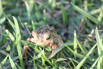 frog in the grass