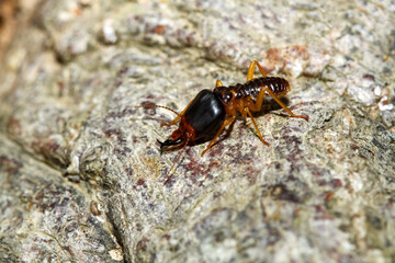 Close up Macro soldier termite bug in nature