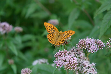 Orange butterfly perched on some flowers among the vegetation. Light orange wings, with brown spots on a white flowers, among the leaves, green