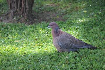 pigeon on the grass