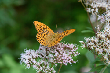 Obraz premium Orange butterfly perched on some flowers among the vegetation. Light orange wings, with brown spots on a white flowers, among the leaves, green