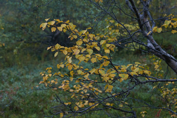 Northern forest, wonderful and beautiful nature
