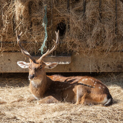 Daim mâle allongé devant du foin dans un zoo