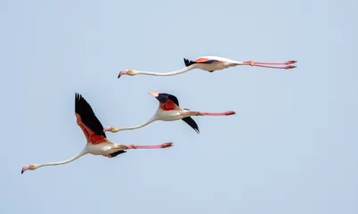Foto op Plexiglas Closeup of the flock of flamingos flying in the sky. © Lucian Vlad/Wirestock