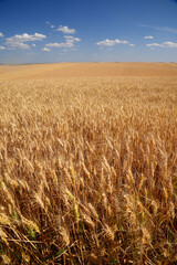 wheat farm land