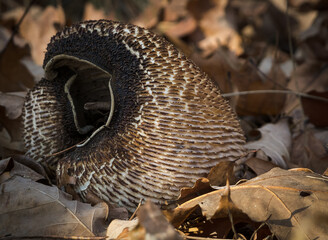 A mushroom lying on the forest litter. © Adam