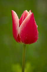 A beautifully blooming red and white tulip just after the rain.