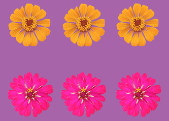 Top view, Collection set of pink and yellow zinnia flower blossom blooming isolated on purple background for stock photo, house plants, spring floral
