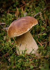 A beautiful boletus among the heathers. © Adam