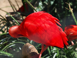 Scarlet Ibis shot with a portrait lens