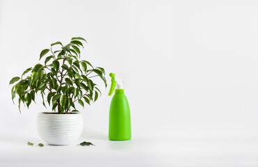 Potted Ficus benjamina plant and green spray bottle on white background