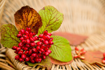 Bunch of rowan. Floristic composition, harvest, goods of nature.
