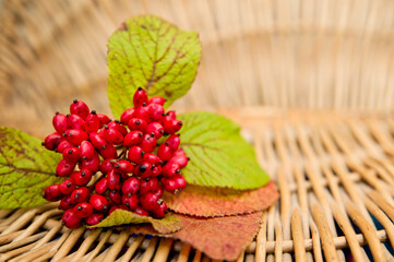 Bunch of rowan. Floristic composition, harvest, goods of nature.
