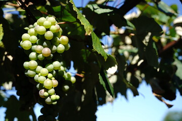 HIda Takayama, Gifu prefecture, Japanese old town. sightseeing spot.