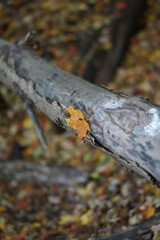 Leaves in a forest