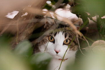 cat in the snow and in the bushes