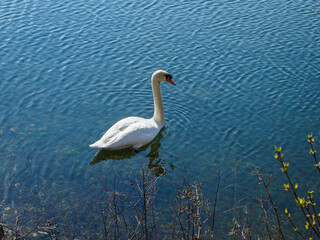 cygne à la Base de loisirs de Verneuil sur Seine près de Paris