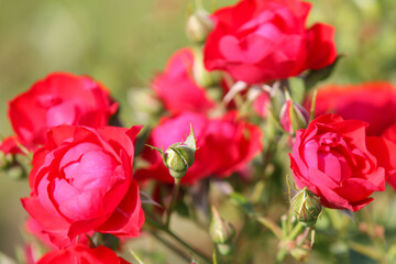 Pink roses in the garden, blurred background