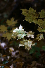 autumn leaves on the ground