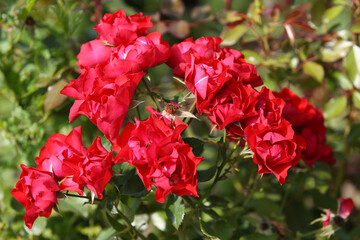 Pink roses in the garden, blurred background