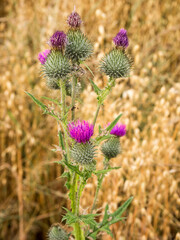 Wild thistles growing in farmers Oat field at Pickmere, Knustford, Cheshire, Uk