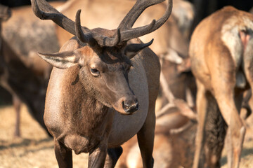  A large male deer of dark brown color against the background of his harem. Selective focus.