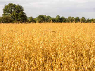 Ready to be harvested farmers Oat crop in field in golden lights oif sunset, Pickmere, Knutsford, Cheshire, UK