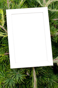 photography frame mockup on green fir branches background