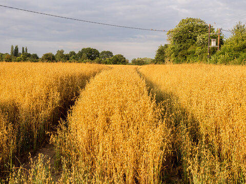 Ready to be harvested farmers Oat crop in field in golden lights oif sunset, Pickmere, Knutsford, Cheshire, UK